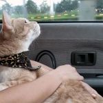 How to Stop Your Kitten from Getting Car Sick