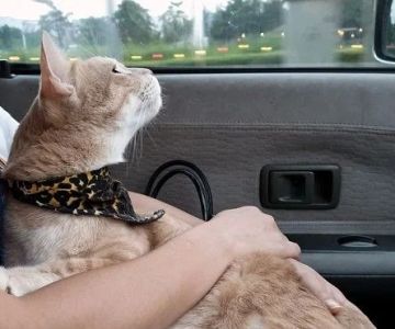 How to Stop Your Kitten from Getting Car Sick