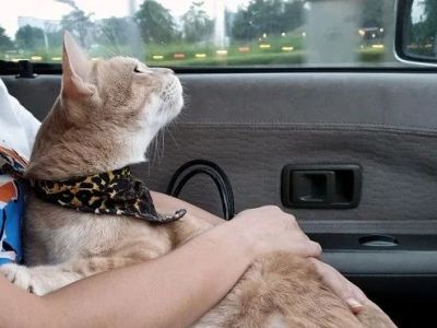 How to Stop Your Kitten from Getting Car Sick