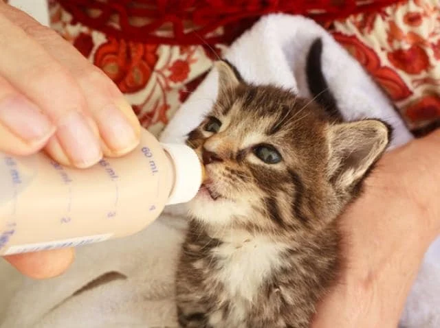 The Best Milk Replacers for Orphaned Newborn Kittens