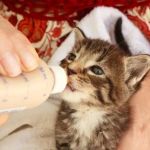 The Best Milk Replacers for Orphaned Newborn Kittens