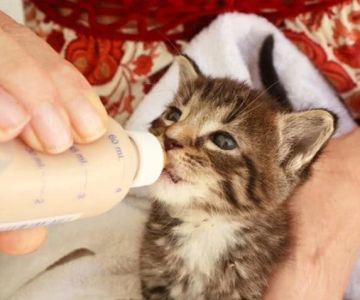 The Best Milk Replacers for Orphaned Newborn Kittens