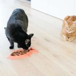 How to Stop Your Kitten from Eating Too Fast