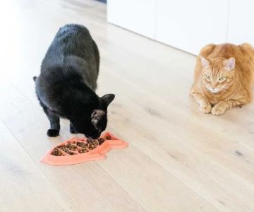 How to Stop Your Kitten from Eating Too Fast