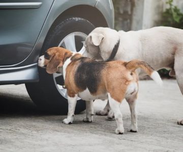 The Dangers of Antifreeze for Pets and How to Prevent Poisoning