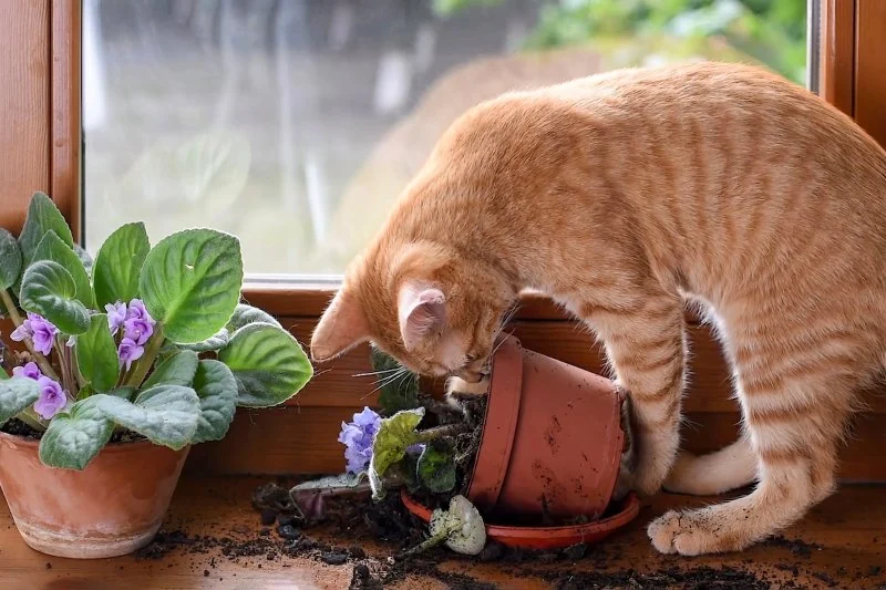 How to Stop Your Kitten from Digging in Potted Plants