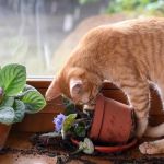 How to Stop Your Kitten from Digging in Potted Plants