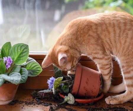 How to Stop Your Kitten from Digging in Potted Plants
