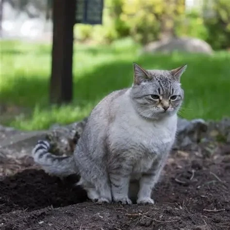 Why Is My Kitten's Poop Green? Diet and Health