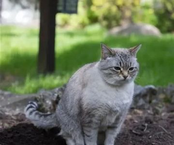 Why Is My Kitten's Poop Green? Diet and Health