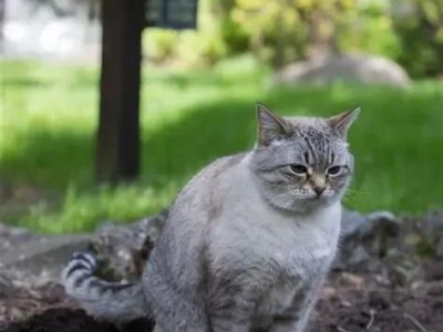 Why Is My Kitten's Poop Green? Diet and Health