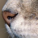 Why Does My Kitten Have a Black Nose? Causes and What to Know