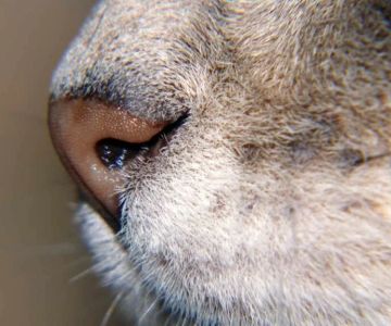 Why Does My Kitten Have a Black Nose? Causes and What to Know