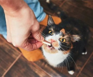 The Best Dental Treats for Cats to Reduce Plaque