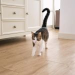 How to Train Your Kitten to Stay Out of a Room