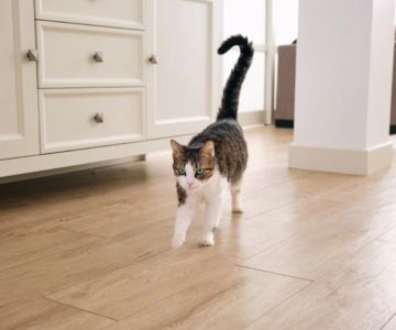 How to Train Your Kitten to Stay Out of a Room