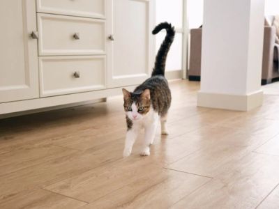 How to Train Your Kitten to Stay Out of a Room