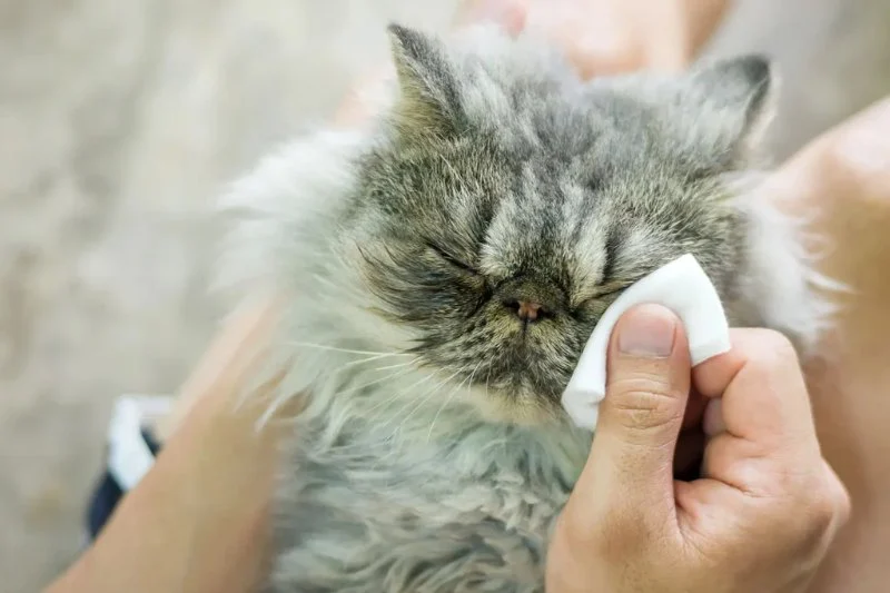 Understanding Kitten Food Allergies: Symptoms and Solutions