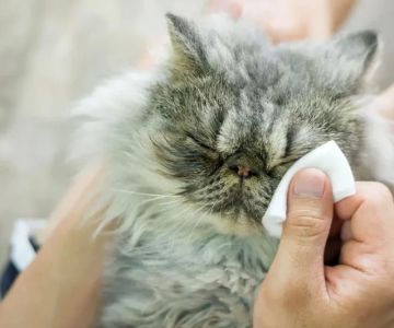 Understanding Kitten Food Allergies: Symptoms and Solutions