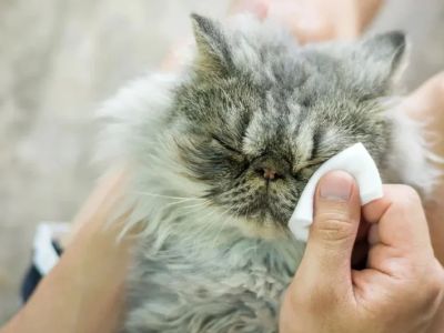 Understanding Kitten Food Allergies: Symptoms and Solutions