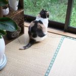 Why Do Cats Like to Sit in Circles? The 