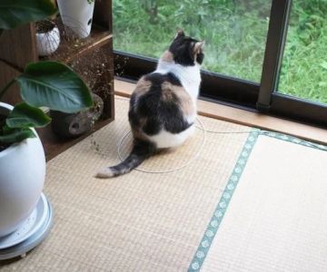 Why Do Cats Like to Sit in Circles? The 