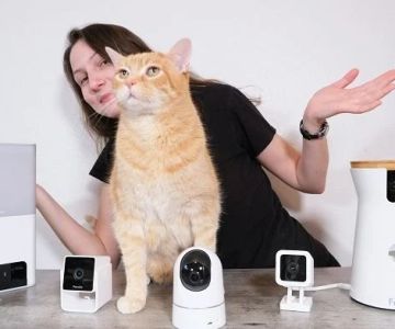 The Best Pet Cameras with Laser Toys for Cats
