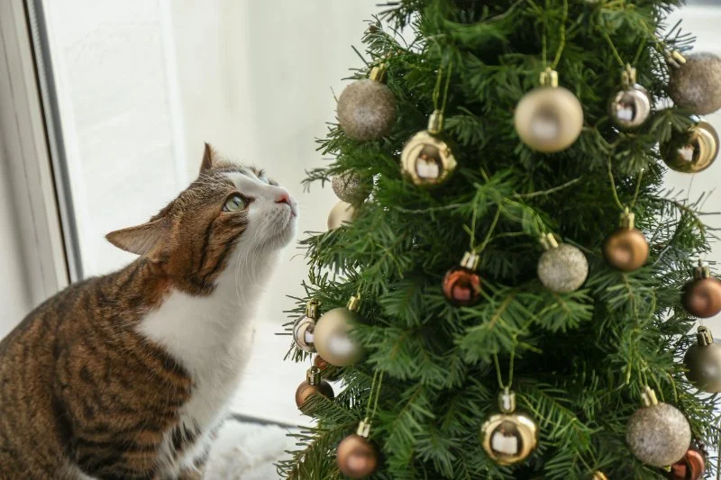 How to Cat-Proof Your Christmas Tree and Ornaments: Tips to Keep Your Tree Safe
