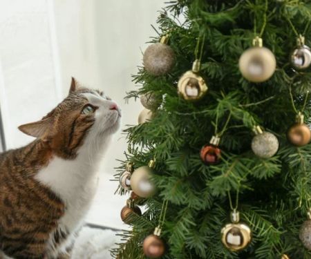 How to Cat-Proof Your Christmas Tree and Ornaments: Tips to Keep Your Tree Safe