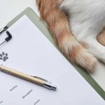The Best Pet Insurance for Purebred Cats with Genetic Conditions