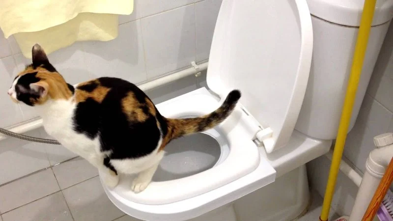 How to Train Your Cat to Use a Flushable Toilet System