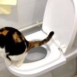 How to Train Your Cat to Use a Flushable Toilet System