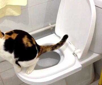 How to Train Your Cat to Use a Flushable Toilet System