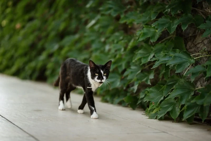 How to Find a Lost Cat: Effective Strategies That Work