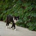 How to Find a Lost Cat: Effective Strategies That Work