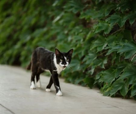How to Find a Lost Cat: Effective Strategies That Work