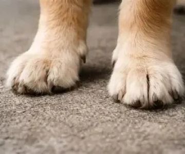 How to Protect Your Dog's Paws from Hot Pavement in Summer