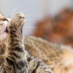 How to Stop Your Cat from Overgrooming and Creating Bald Spots