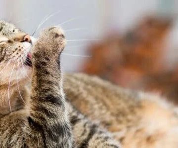 How to Stop Your Cat from Overgrooming and Creating Bald Spots