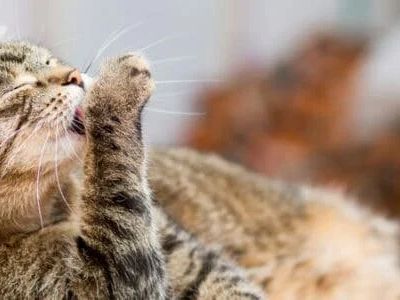 How to Stop Your Cat from Overgrooming and Creating Bald Spots