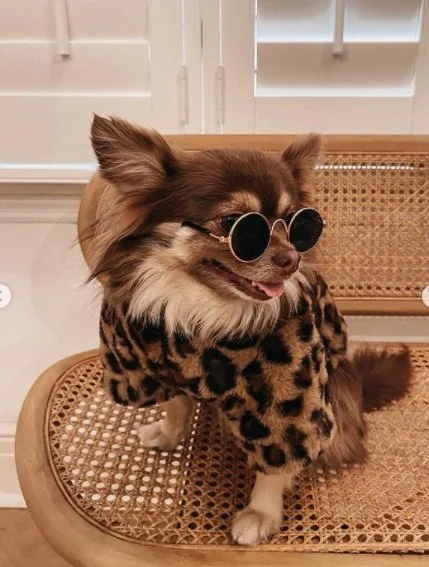 The Top 10 Most Instagram-Famous Pets and Their Stories