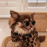 The Top 10 Most Instagram-Famous Pets and Their Stories