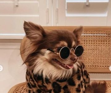 The Top 10 Most Instagram-Famous Pets and Their Stories