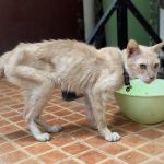 How to Tell if Your Kitten is Too Skinny: Key Signs and Tips for Healthy Weight