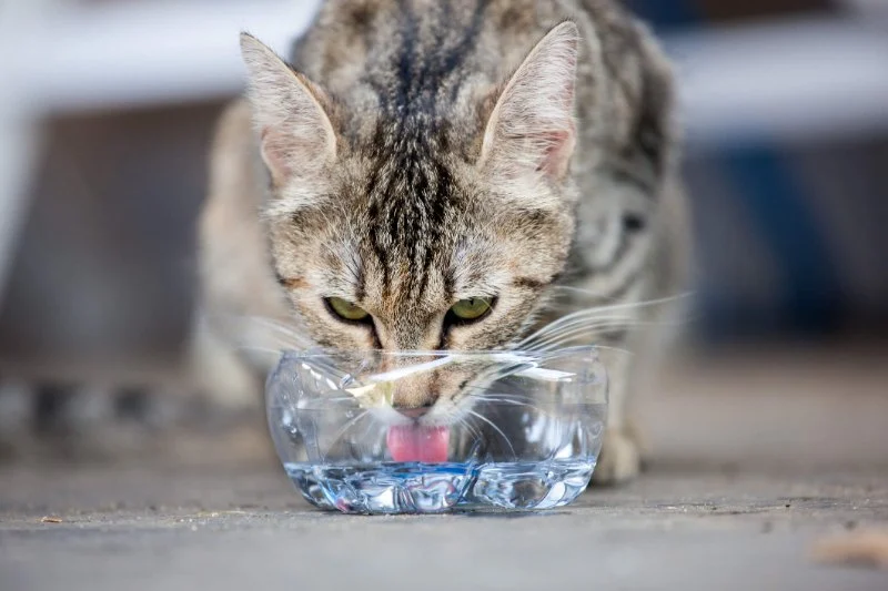 How to Tell if Your Cat is Dehydrated and What to Do