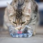 How to Tell if Your Cat is Dehydrated and What to Do