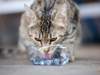 How to Tell if Your Cat is Dehydrated and What to Do