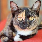 How to Tell if Your Kitten is a Mixed Breed (Complete Guide)