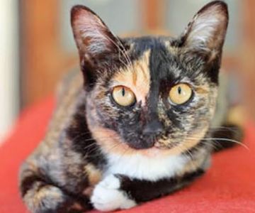 How to Tell if Your Kitten is a Mixed Breed (Complete Guide)