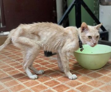 How to Tell if Your Kitten is Too Skinny: Signs and Solutions